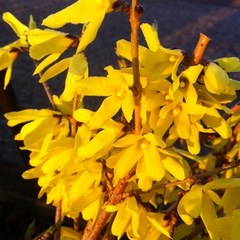 Forsythia ovata - 'Northern Gold'