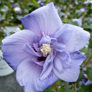 Hibiscus syriacus - 'Blue Satin&reg;' Rose of Sharon