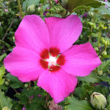Hibiscus syriacus - 'Aphrodite' Rose of Sharon