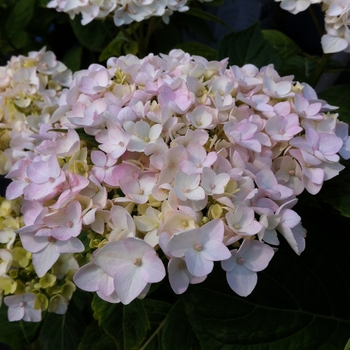 Hydrangea macrophylla - 'Blushing Bride' Big Leaf Hydrangea