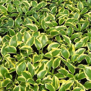 Hosta - 'Queen Josephine' Hosta, Plantain Lily