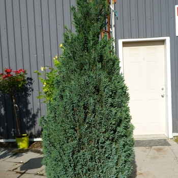Chamaecyparis lawsoniana - 'Ellwoodii' Lawson Falsecypress