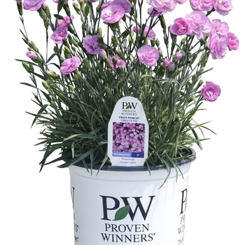 Dianthus (Pinks) - Fruit Punch&reg; 'Sweetie Pie'