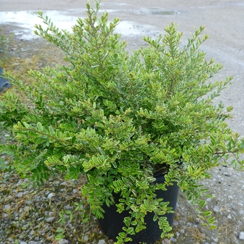 Lonicera nitida - 'Lemon Beauty' Honeysuckle