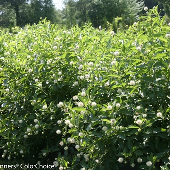 Cephalanthus occidentalis - 'Sugar Shack&reg;' Buttonbush