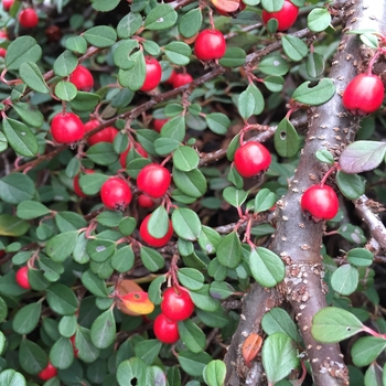 Cotoneaster procumbens - Little Dipper&reg;