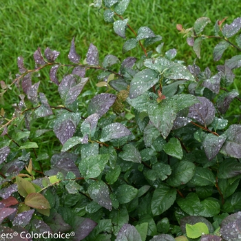 Spiraea media (Spirea) - Double Play&reg; 'Blue Kazoo&reg;'