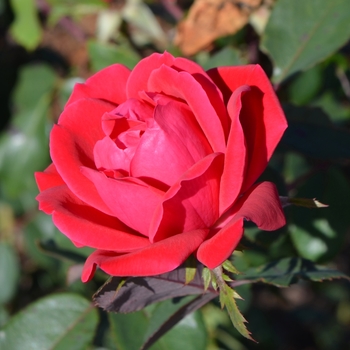 Rosa (Shrub Rose) - Knock Out&reg; Double