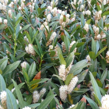 Prunus laurocerasus - 'Otto Luyken' English Cherry Laurel