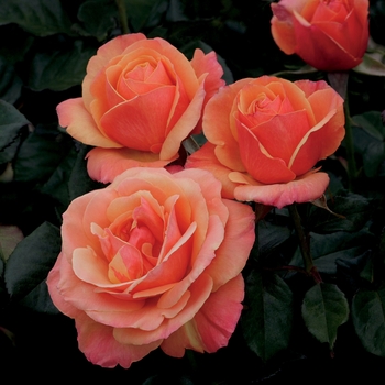 Rosa - Anna's Promise&trade; Hybrid Tea Rose