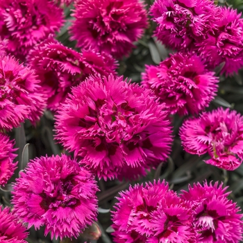 Dianthus (Pinks) - Fruit Punch&reg; 'Spiked Punch'
