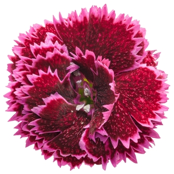 Dianthus (Pinks) - Fruit Punch&reg; 'Black Cherry Frost'