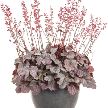 Heuchera (Coral Bells) - Dolce&reg; 'Silver Gumdrop'