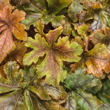 Heucherella (Foamy Bells) - Fun and Games&reg; 'Hopscotch'
