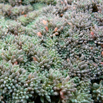 Sedum hispanicum var. minus - 'Blue Carpet' Stonecrop