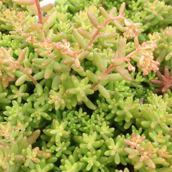 Sedum album - 'Red Ice' Stonecrop