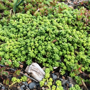 Sedum album chloroticum - 'Baby Tears' Stonecrop