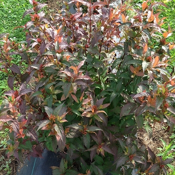 Diervilla (Bush Honeysuckle) - Kodiak&reg; 'Red'