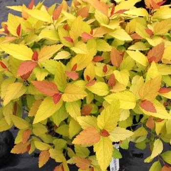 Spiraea japonica (Spirea) - Double Play&reg; 'Candy Corn&reg;'