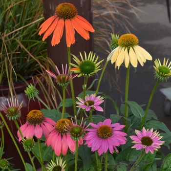 Echinacea - 'Multiple Varieties' Coneflower