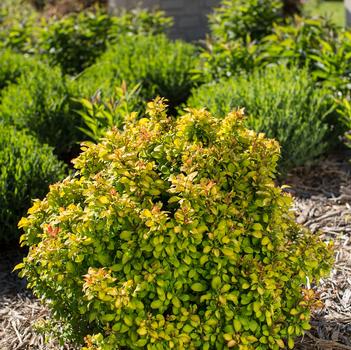 Berberis thunbergii - 'Limoncello&trade;' Barberry