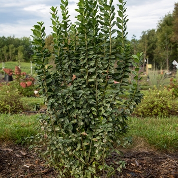 Ligustrum vulgare - Straight Talk&reg; Privet