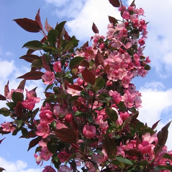 Malus x adstringens - 'Gladiator&trade;' Crabapple