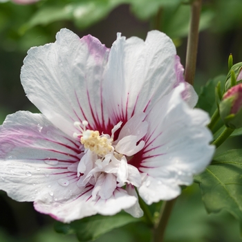 Hibiscus syriacus (Rose of Sharon) - First Editions&reg; 'Fiji&trade;'
