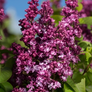Syringa - 'Virtual Violet&trade;' Lilac