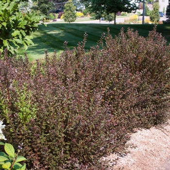 Physocarpus opulifolius - 'Little Devil&trade;' Ninebark