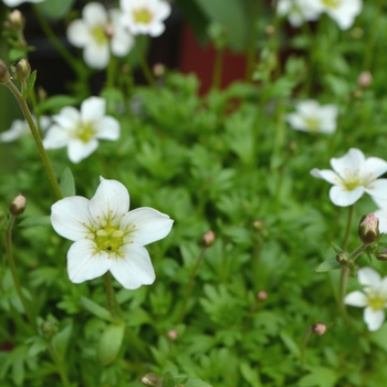 Saxifraga x arendsii (Saxifrage) - Alpino Early&trade; 'White'