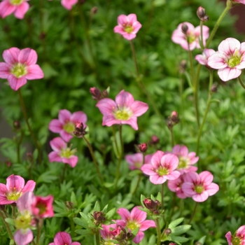 Saxifraga x arendsii (Saxifrage) - Alpino Early&trade; 'Pink'