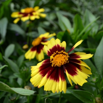 Coreopsis (Tickseed) - UpTick&trade; ''Yellow & Red''