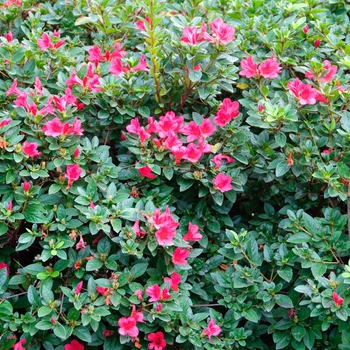 Rhododendron (Azalea) - Encore&reg; 'Autumn Ruby&reg;'