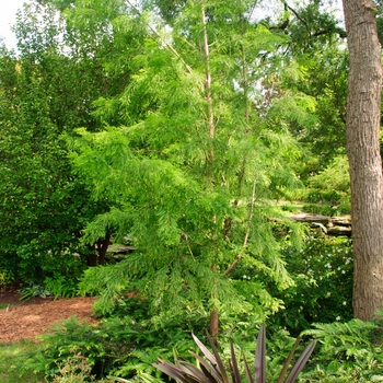 Taxodium distichum - 'Shawnee Brave' Bald Cypress