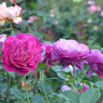 Rosa - 'Wild Blue Yonder&trade;' Rose