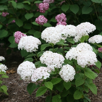 Hydrangea arborescens - Smooth Hydrangea