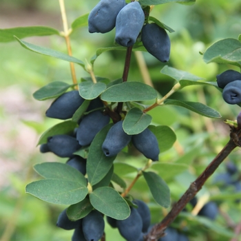Lonicera caerulea - 'Yezberry Honey Bunch&reg;' Japanese Haskap