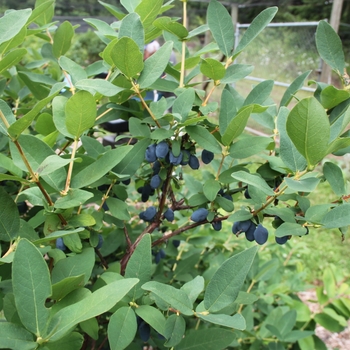 Lonicera caerulea - 'Yezberry Sugar Pie&reg;' Japanese Haskap