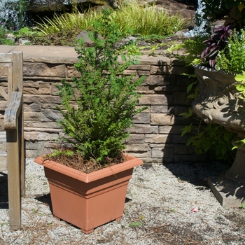 Chamaecyparis obtusa - 'Nana Gracilis' Dwarf Hinoki Falsecypress