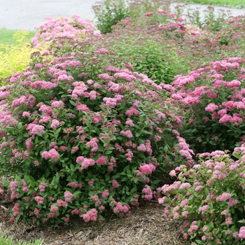 Spiraea japonica (Spirea) - Double Play&reg; 'Pink'