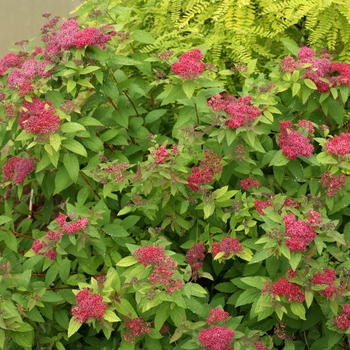Spiraea japonica (Spirea) - Double Play&reg; 'Red'