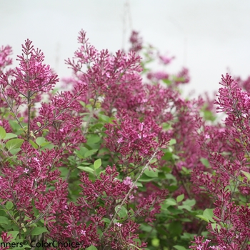 Syringa (Reblooming Lilac) - Bloomerang&reg; 'Dark Purple'