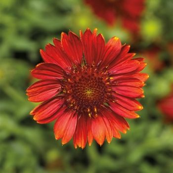 Gaillardia aristata (Blanket Flower) - Sunrita&reg; 'Burgundy Imp'