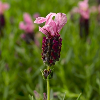 Lavandula stoechas - Javelin Forte&trade; Deep Rose Spanish Lavender