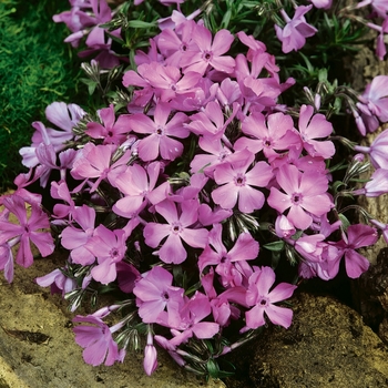 Phlox subulata - 'McDaniel's Cushion' Creeping Phlox