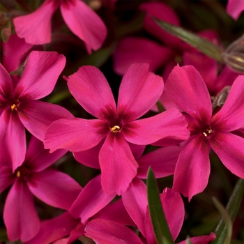 Phlox subulata - 'Scarlet Flame' Moss Phlox