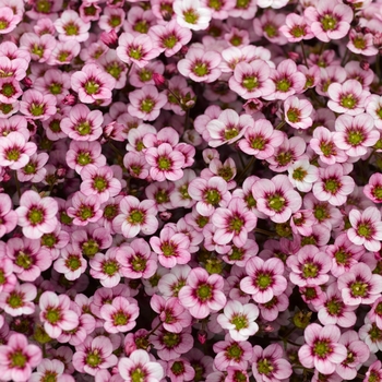 Saxifraga x arendsii (Saxifrage) - Alpino Early&trade; 'Pink Heart'