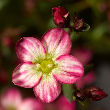 Saxifraga x arendsii (Saxifrage) - Alpino Early&trade; 'Picotee'