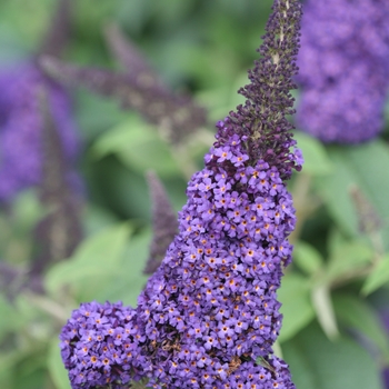 Buddleia - 'Pugster Blue&reg;' Butterfly Bush